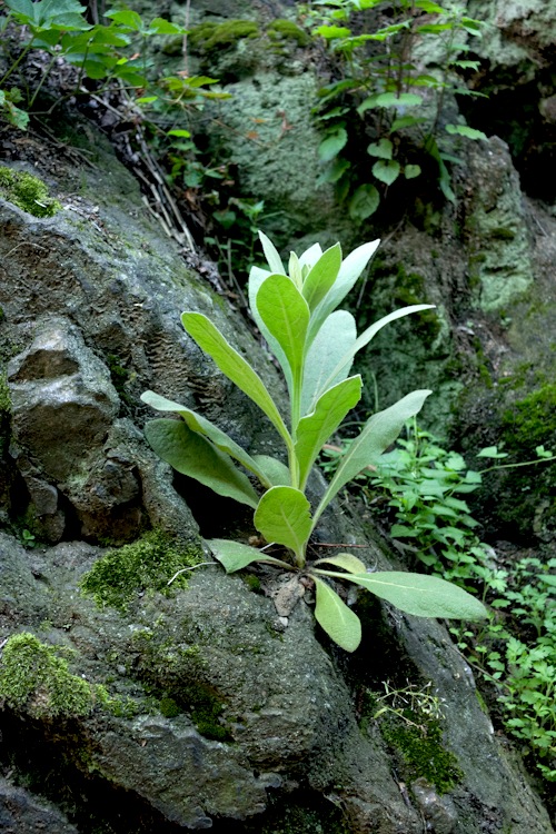 mountain scout survival shane hobel